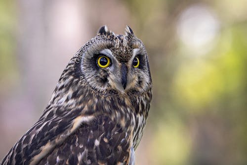 Kostnadsfri bild av bokeh, djurfotografi, natur