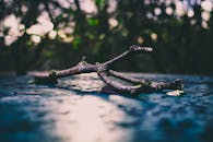 Shallow Photo of Tree Branch