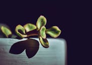 黑暗背景上，一株绿色多肉植物投下阴影的细节镜头，非常适合自然主题