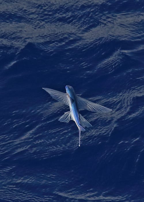 Free stock photo of flying fish