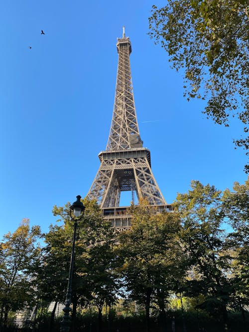 Trees under the Eiffel Tower in Paris