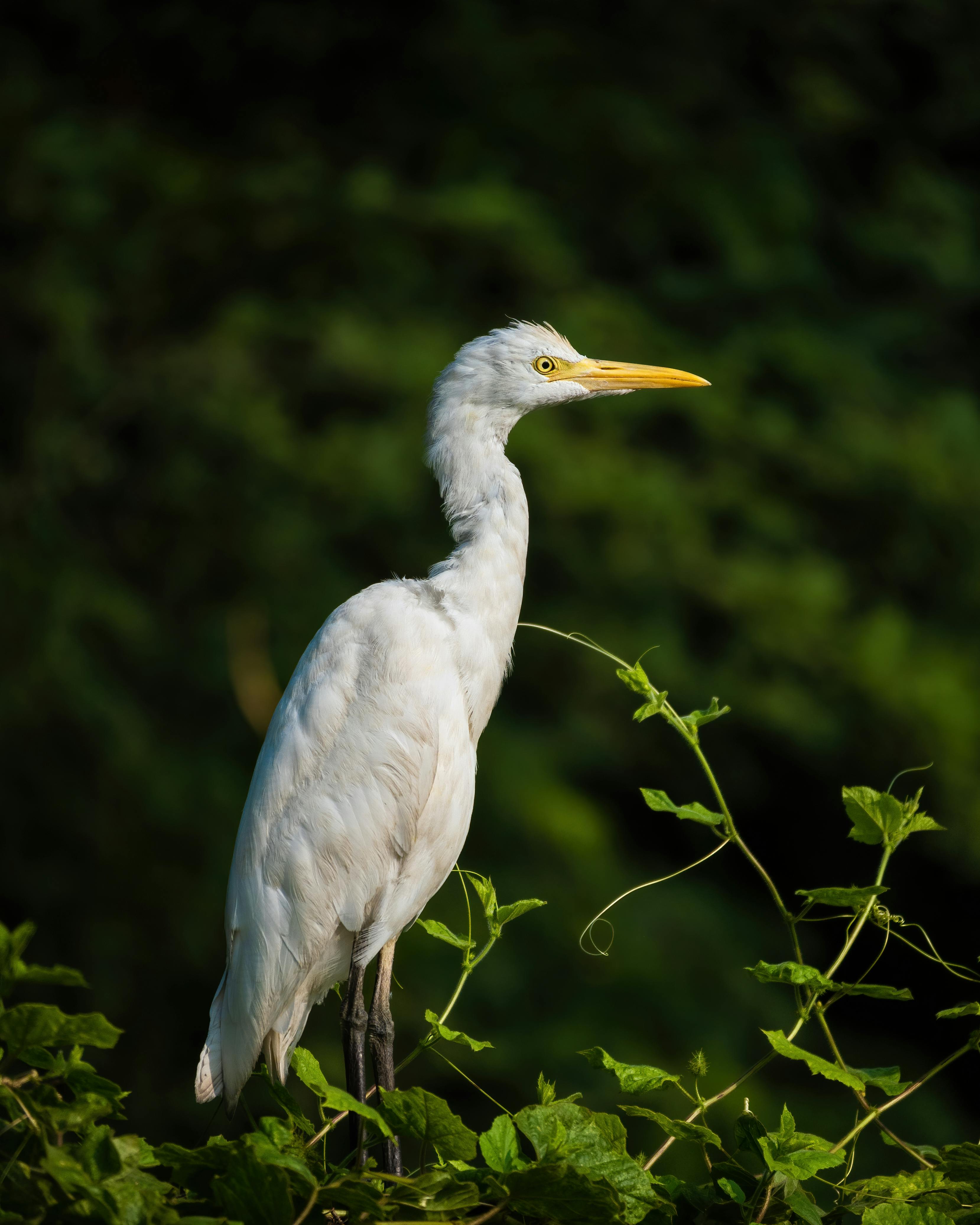 Photo of Herons Standing in Water · Free Stock Photo