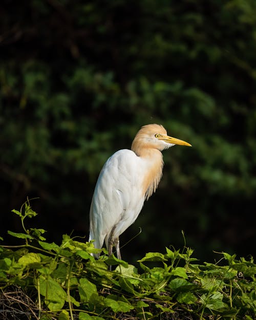 Portrait of an Egret Standing Outdoors