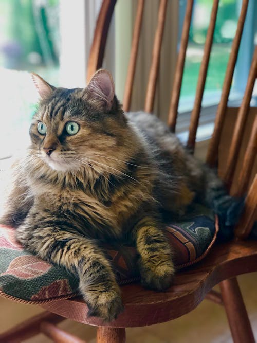 Nahaufnahmefoto Der Katze, Die Auf Stuhl Legt