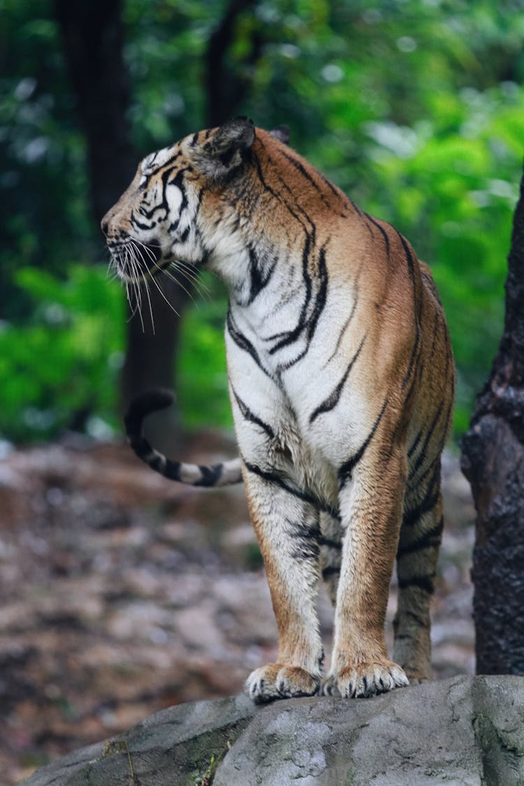 Tiger Standing On Rock