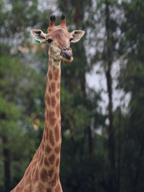 Free Close-up of a giraffe in captivity with lush greenery in the background. Stock Photo