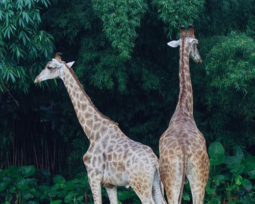 Free Two majestic giraffes standing amidst lush green foliage in a forest setting. Wildlife scene. Stock Photo