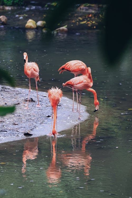 Flamingos by the Water 
