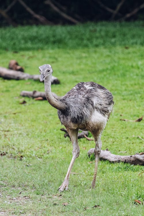 Ostrich on Grass