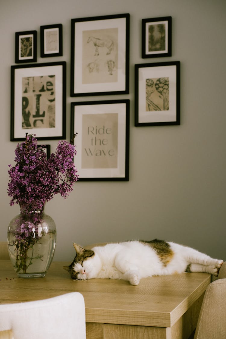 Cat Sleeping On Table