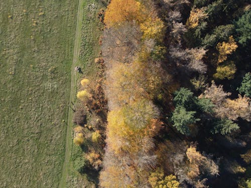Foto stok gratis bidang, fotografi udara, hutan
