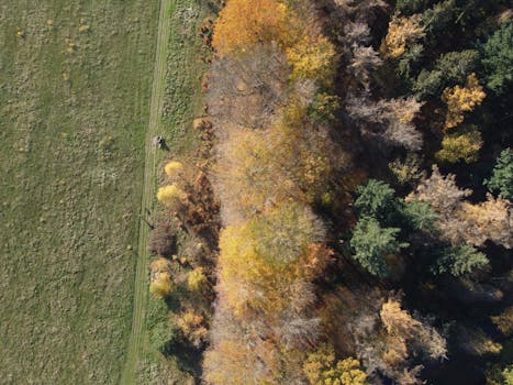 Aerial shot showcasing a vibrant autumn forest edge meeting a green field.