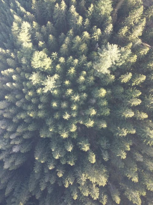 Foto profissional grátis de árvore, árvores, drone