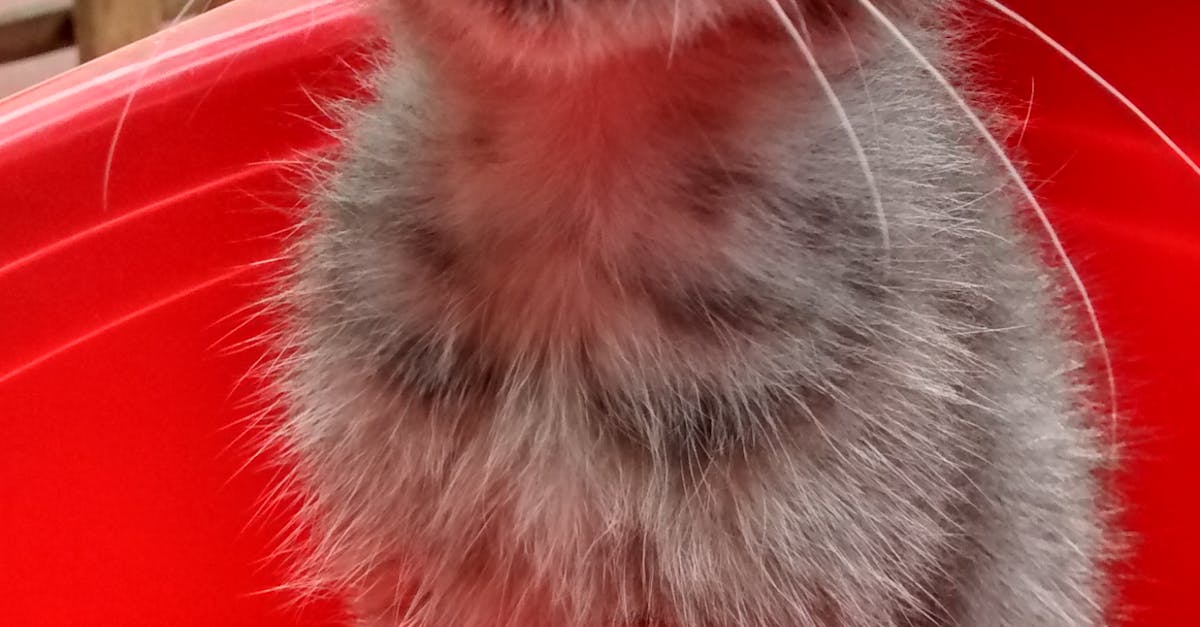 Free stock photo of gatito, kitten