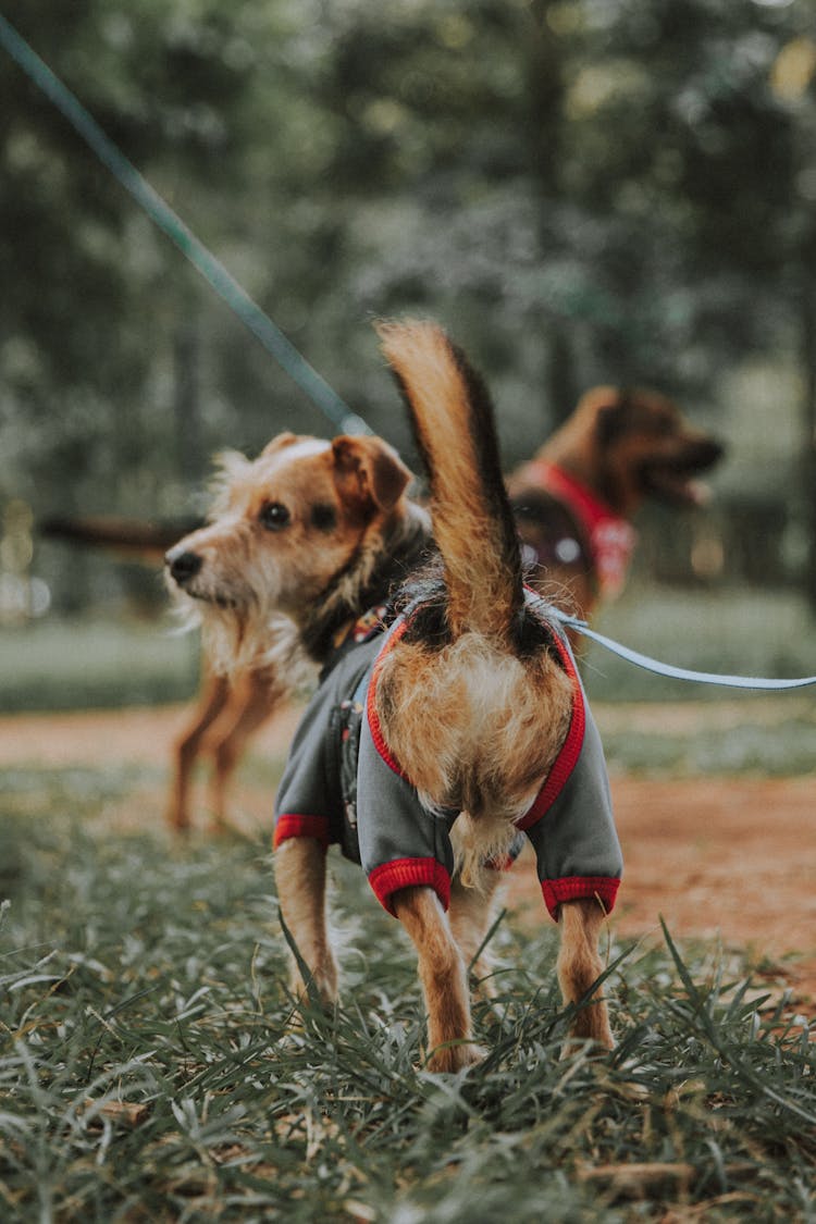 Small Dog In Clothes