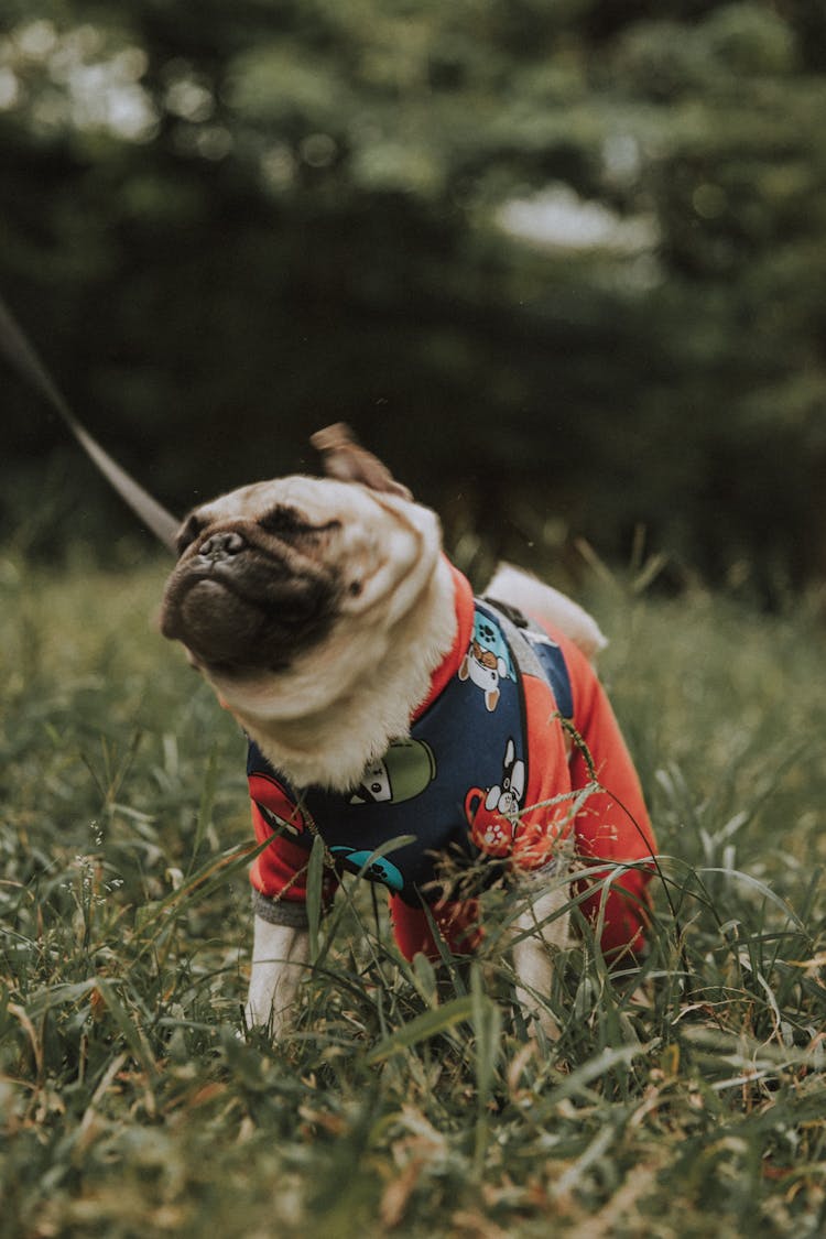 Dog In Clothes In Grass