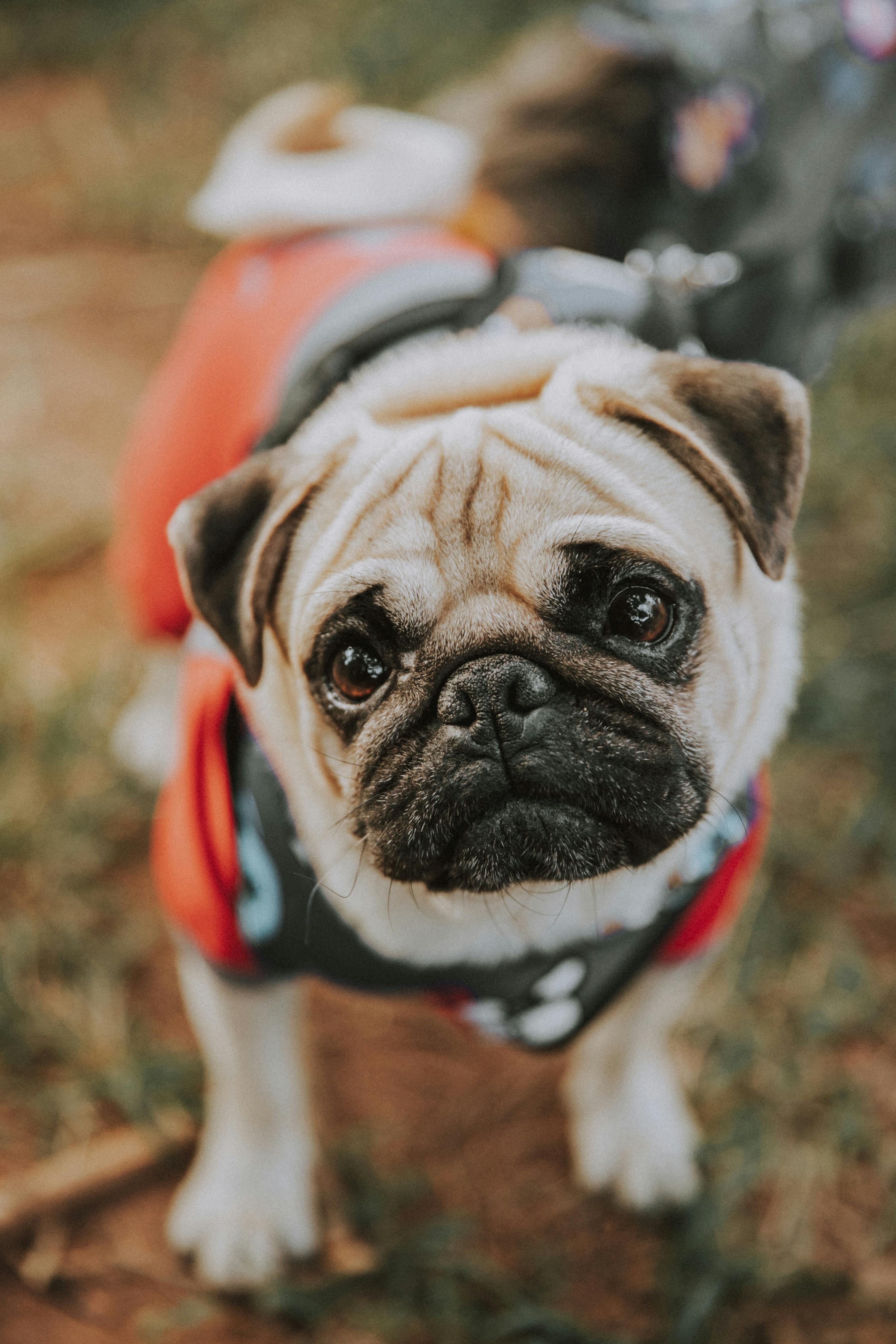  Pug Wallpapers  Cute Dog Wallpaper APK for Android Download