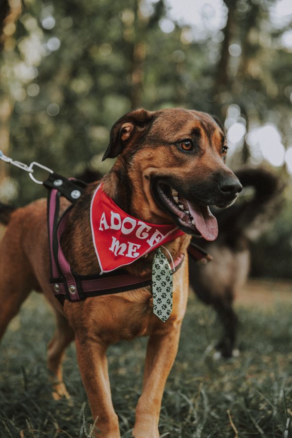 Perro feliz con pañuelo de adopción paseando con correa al aire libre