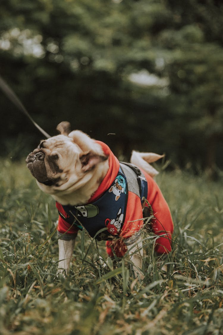 Bulldog In Clothes