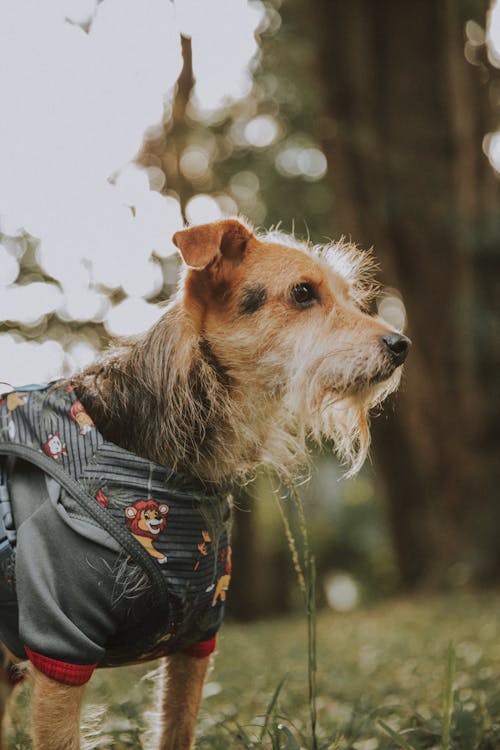 Dog in Jacket