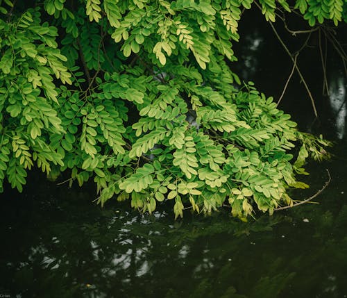 Foto profissional grátis de água, árvore, dalbergia