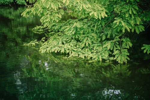 Free A lush green branch, dense with leaves, reflected on a calm water surface creating a serene nature scene. Stock Photo