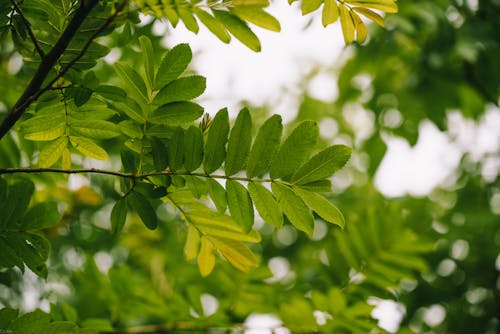 나뭇잎, 무성한, 산 애쉬의 무료 스톡 사진