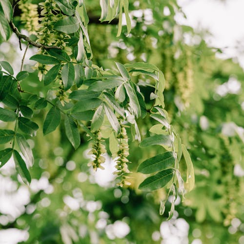 Безкоштовне стокове фото на тему «pterocarya fraxinifolia, впритул, гілки»