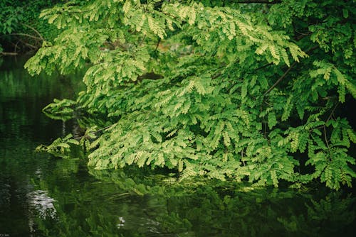 フローラ, 低木, 反射の無料の写真素材