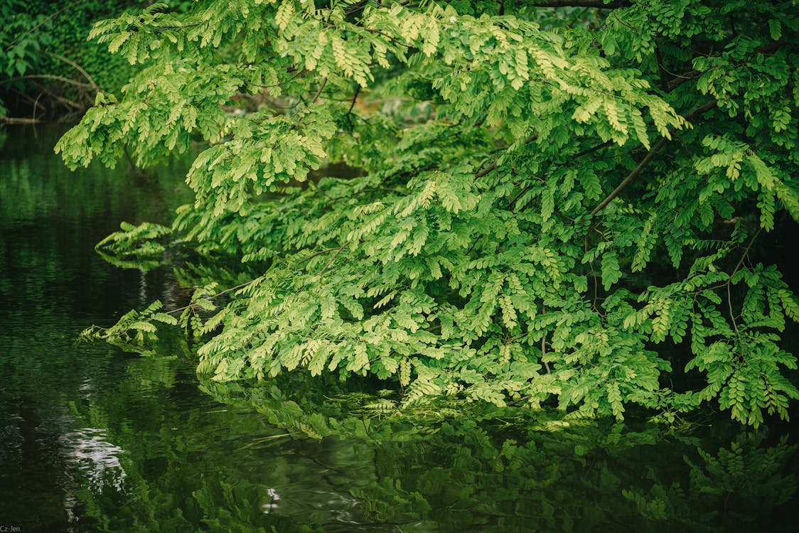 A Green Shrub above the Water 