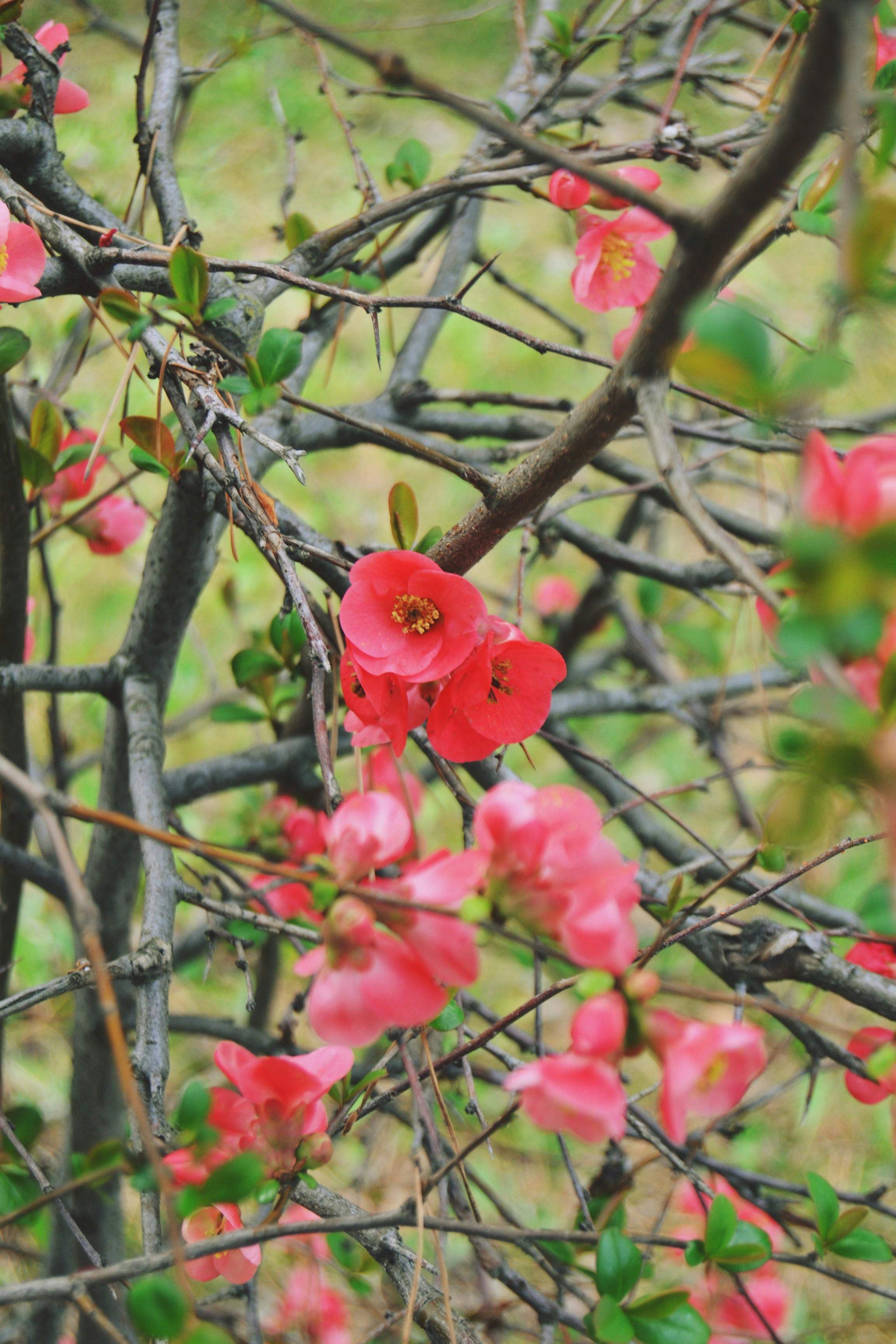 Flowering Spring Quince · Free Stock Photo