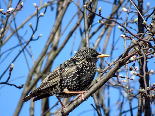 Close-up of a Starling on a Tree 