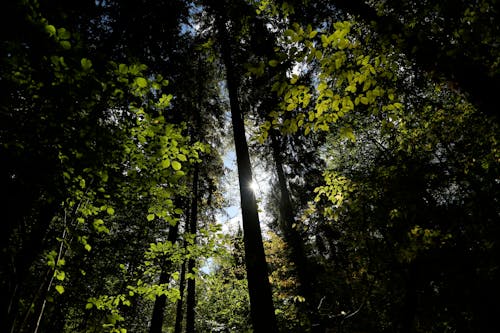 Imagine de stoc gratuită din arbori, bialowieja pădure, codru