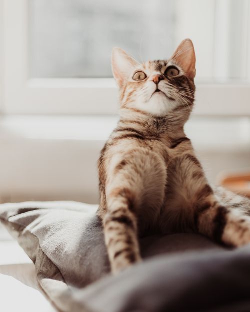 Free Cute tabby kitten lounging on a pillow in a sunlit living room in Istanbul. Stock Photo