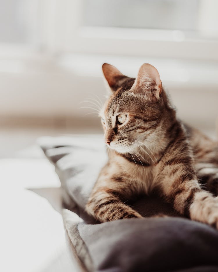 Kitten Lying On Pillow