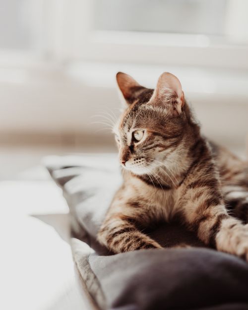 Free A beautiful tabby cat lounging on a cushion in a sunlit room, exuding calmness and comfort. Stock Photo