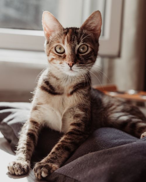 Free Cute tabby kitten lying on a bed in a sunny room, exuding warmth and coziness. Stock Photo