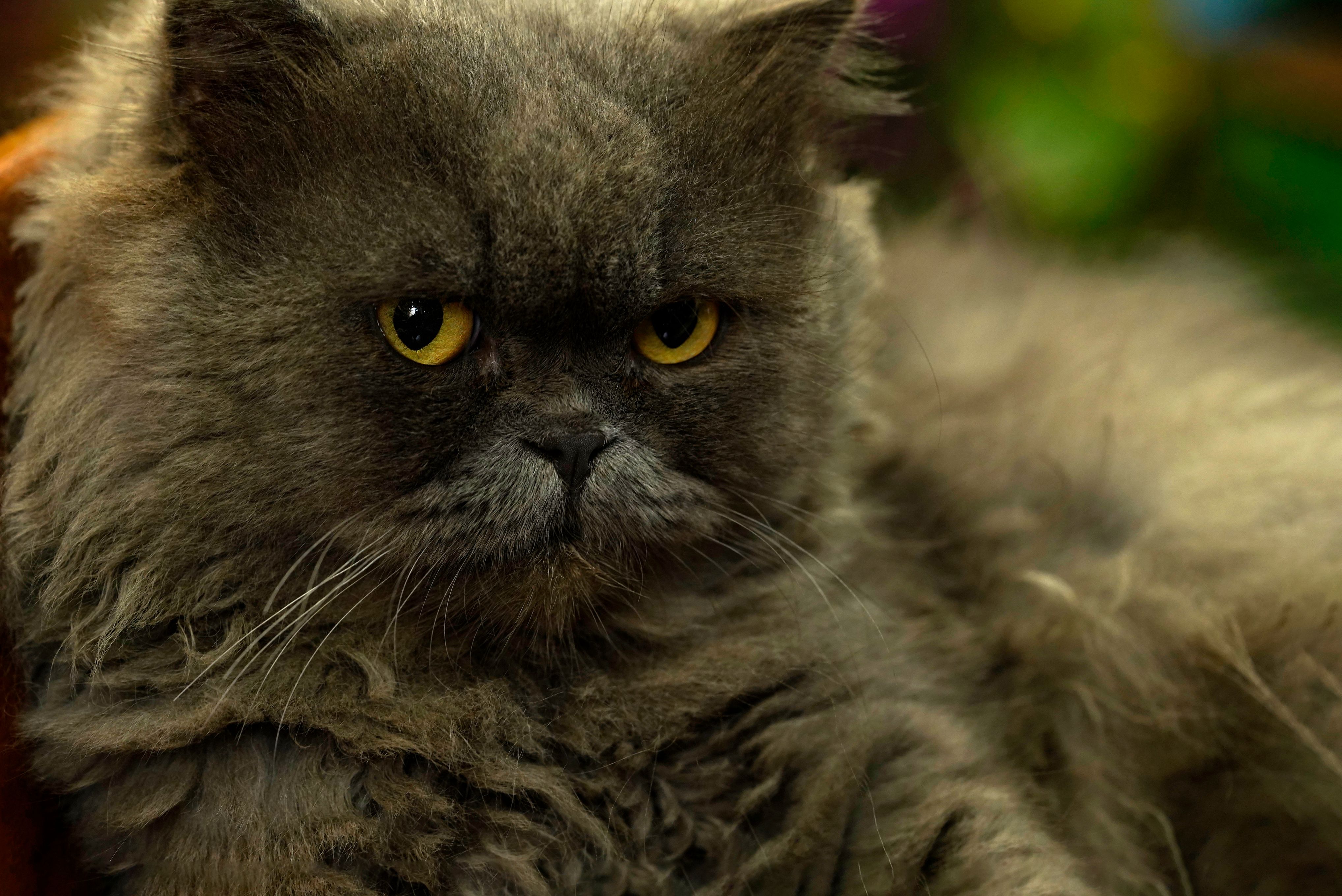 Selkirk Rex (Longhair)