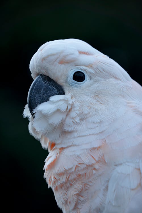 Close-up of a Salmon-crested Cockatoo