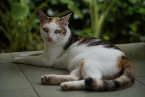 가정의, 고양이, 귀여운의 무료 스톡 사진