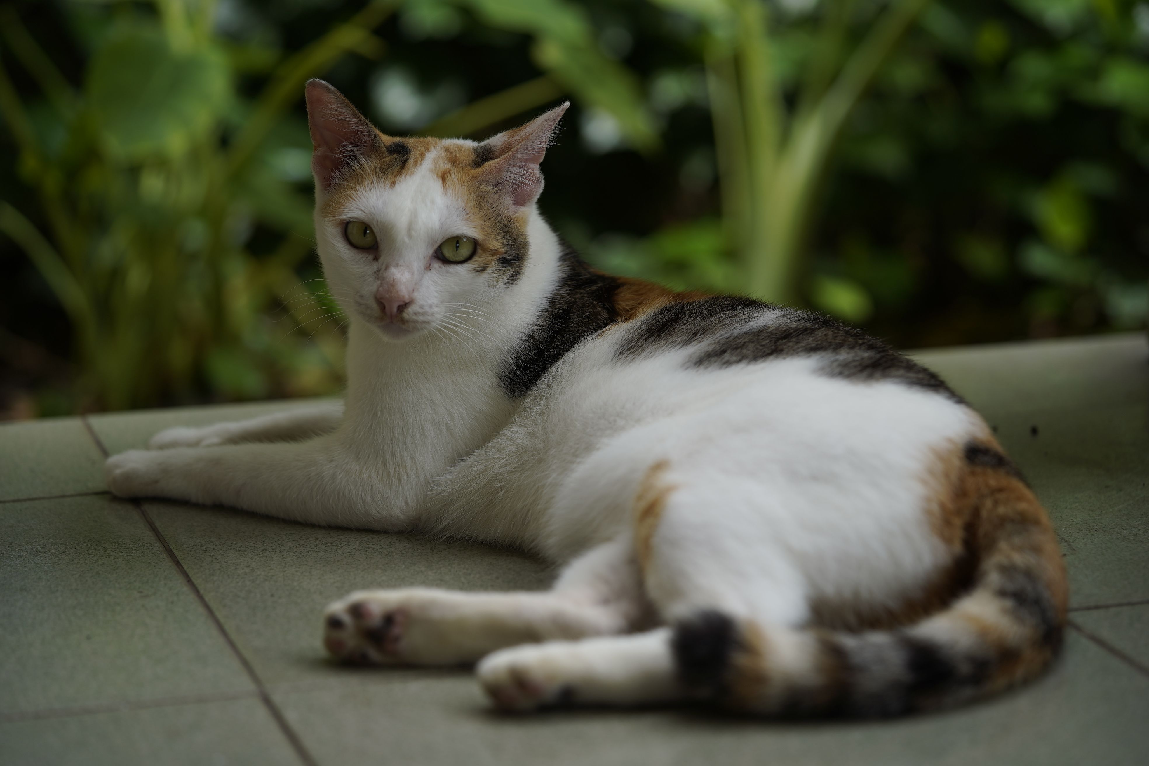 A Tricolor Cat Sitting on a Path · Free Stock Photo