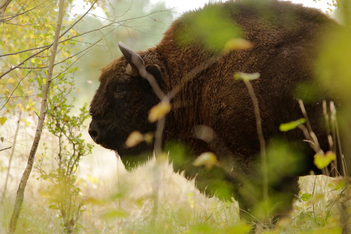 Kostnadsfri bild av djur, europeisk bison, gräs