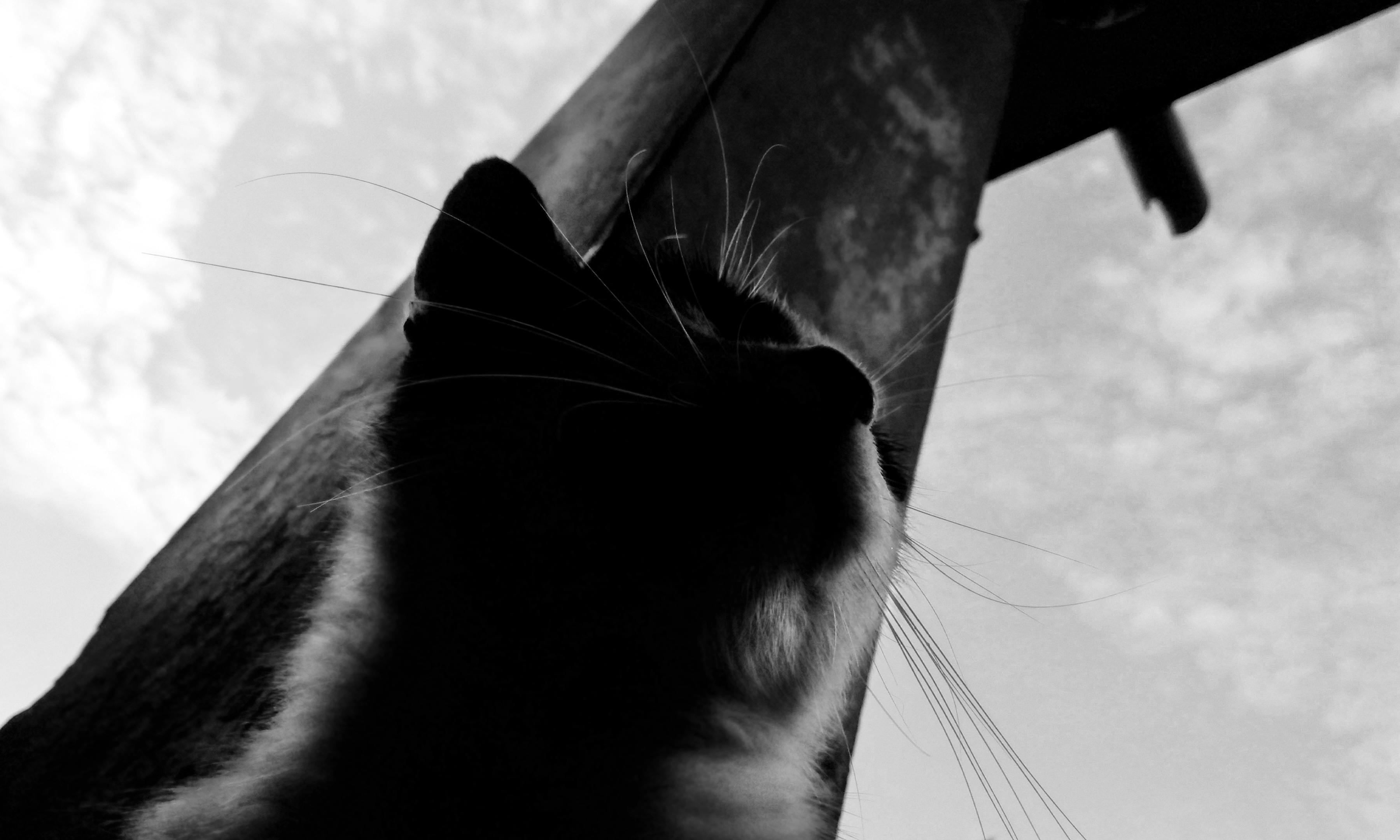 Photo Gratuite De Chat Noir Et Blanc Tete De Chat