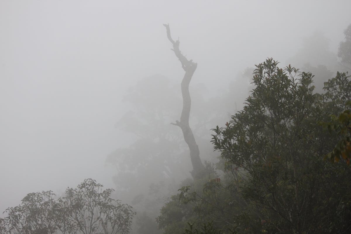 Inovação e Sustentabilidade na Gestão da Cadeia Produtiva do Algodão no Brasil