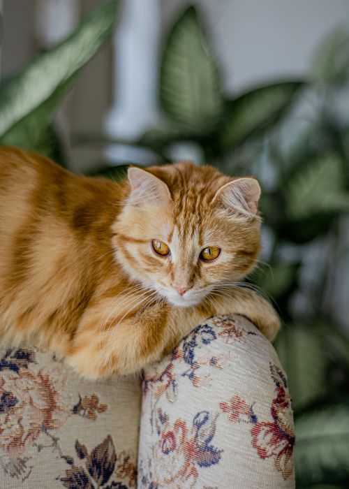 Free Charming ginger cat lounging on a vintage floral sofa, with lush greenery in the background. Stock Photo