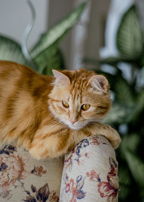 Free A ginger cat comfortably lounging on a floral-patterned armchair indoors. Stock Photo