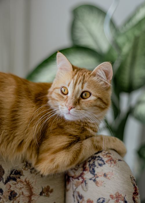 Free A ginger cat laying on a floral sofa with greenery in the background, creating a cozy indoor scene. Stock Photo