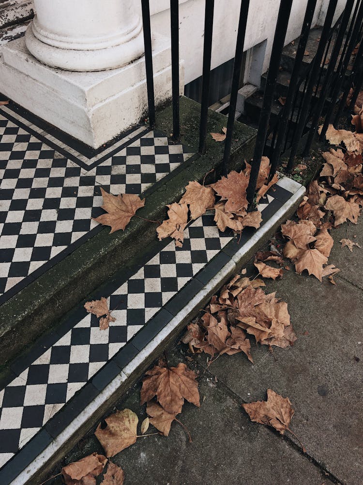 Dried Leaves On Ground