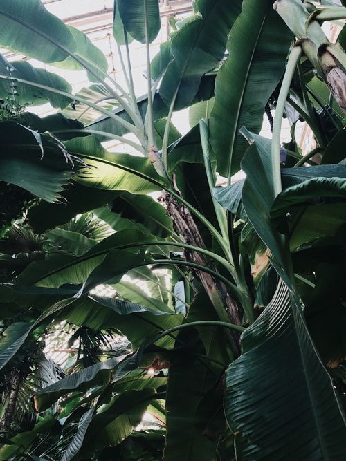 Free Lush banana plant foliage captured in a vibrant tropical setting with abundant greenery. Stock Photo