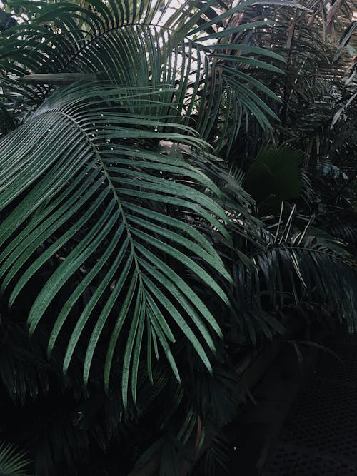 Plantas De Hojas Verdes